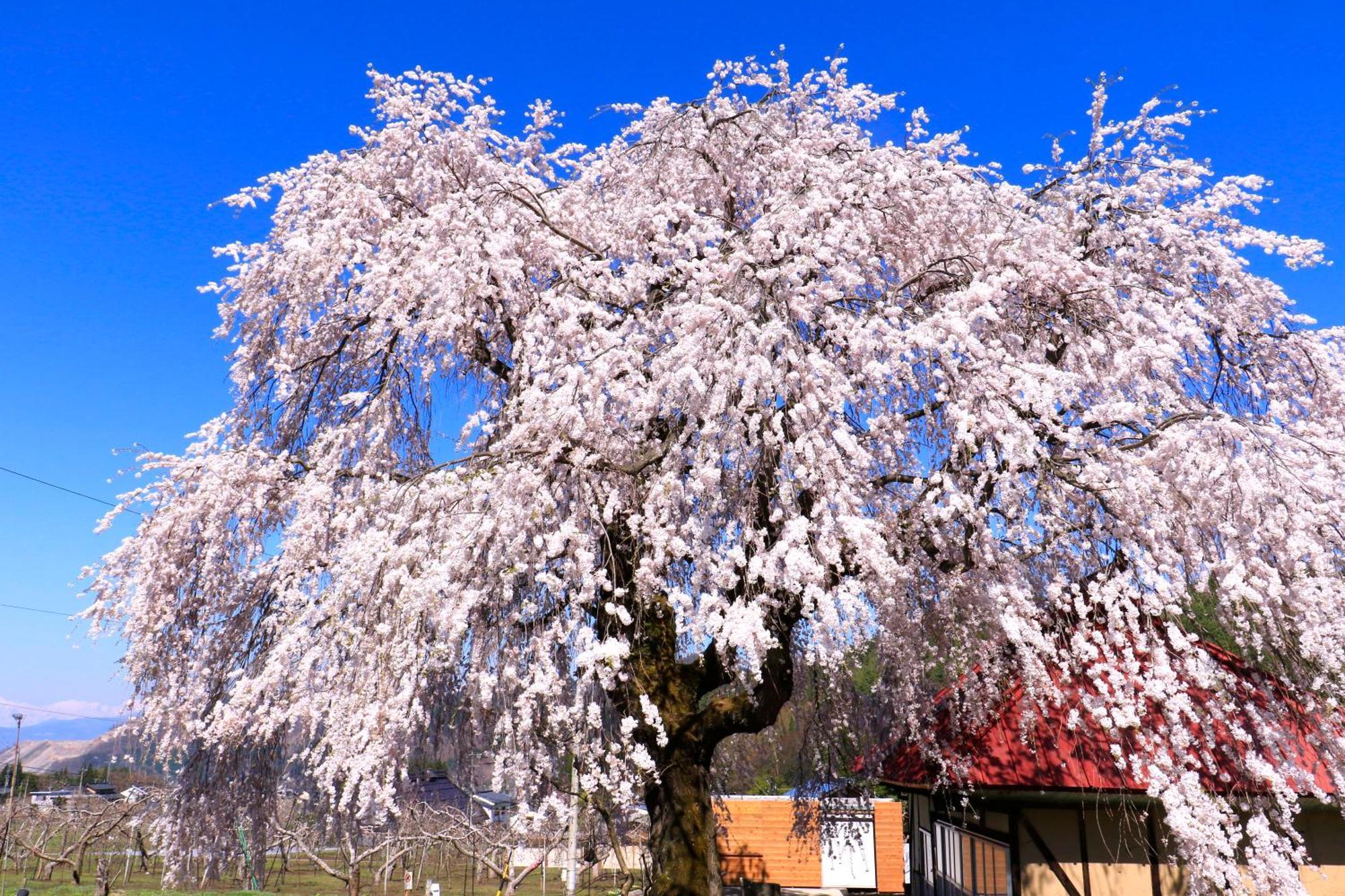 Fujiiso (Adults Only) Hotel Takayama  Екстериор снимка